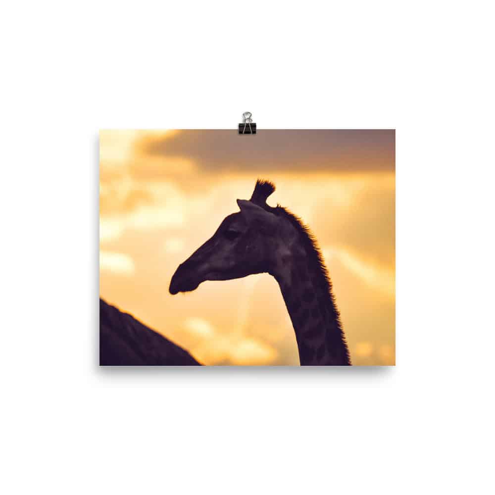 'Shadow Giraffe at Sunset' Limited Edition print 2