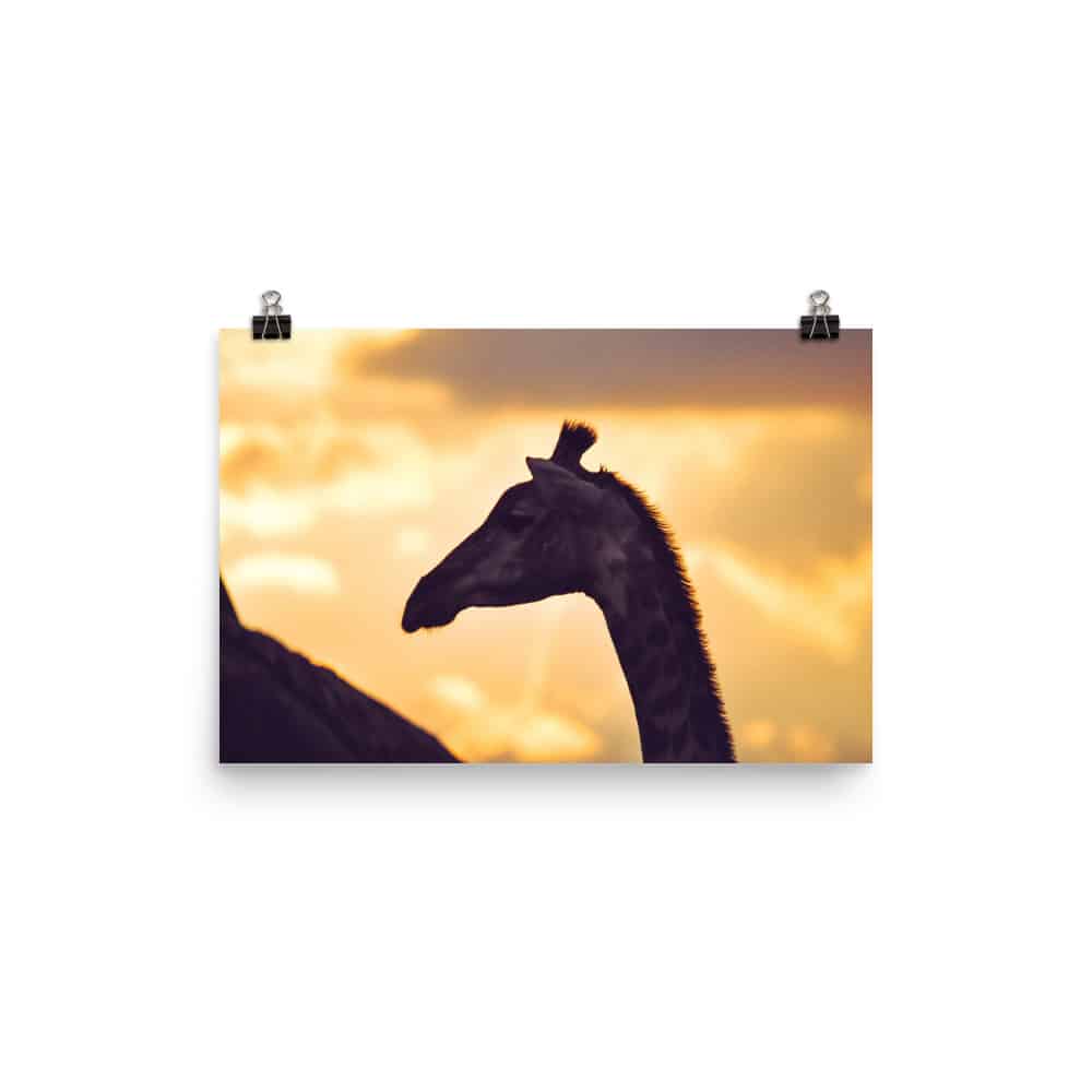 'Shadow Giraffe at Sunset' Limited Edition print 1