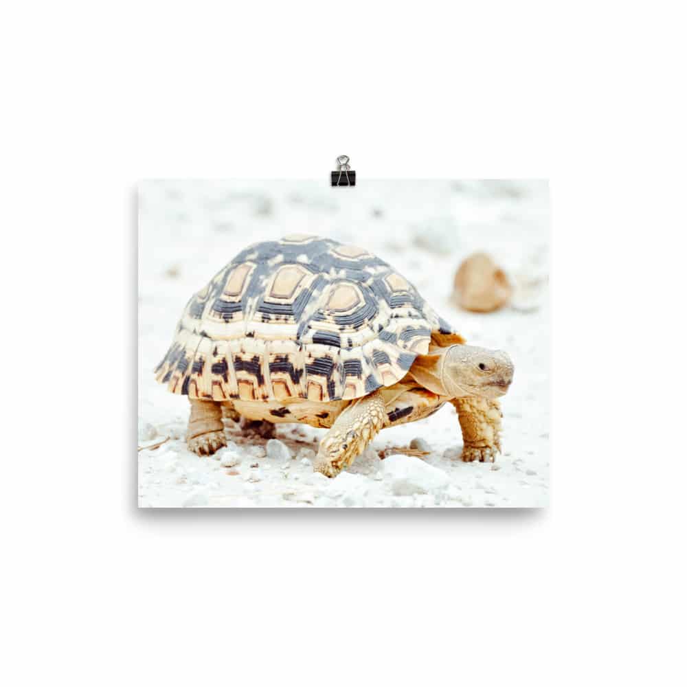 'Leopard Tortoise' Limited Edition print 2