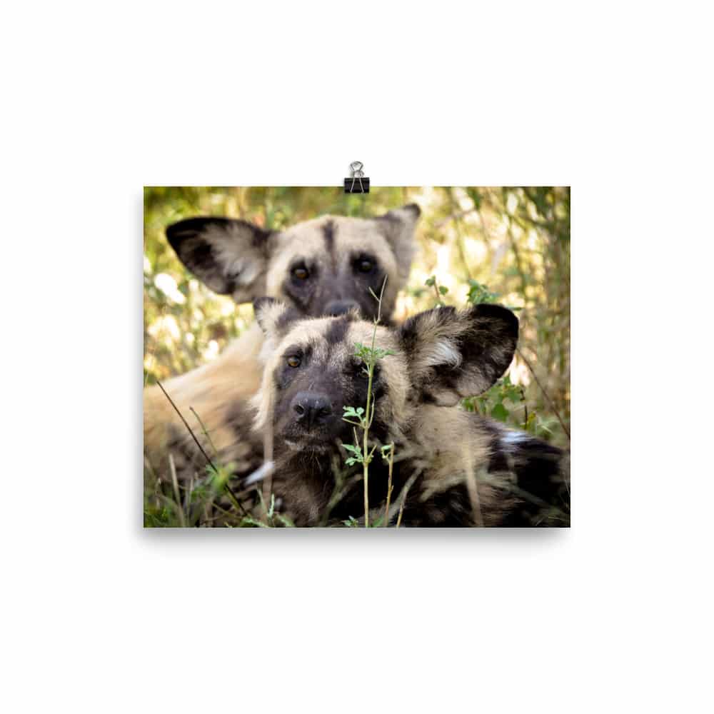'Wild Dogs Looking at Camera' Limited Edition print 2
