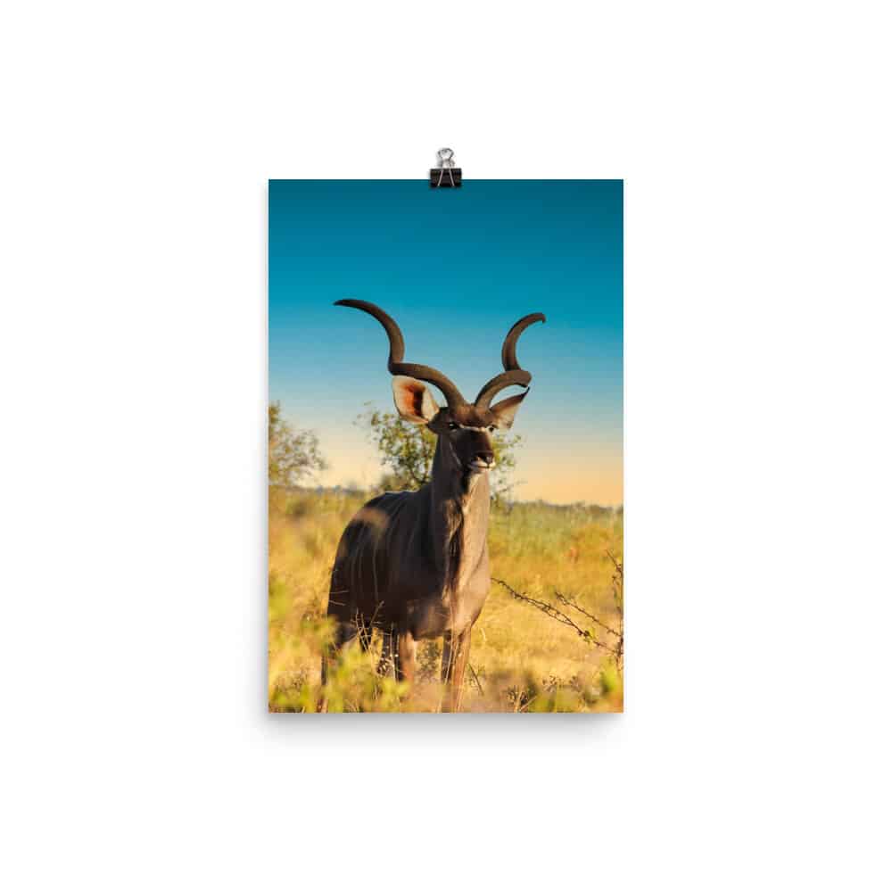 'Kudu Male' Limited Edition print 1