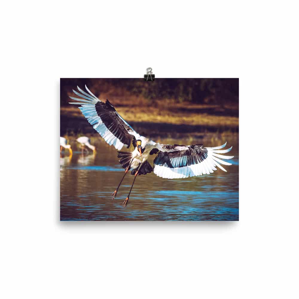 'Saddlebill Stork Landing in Water' Limited Edition print 2