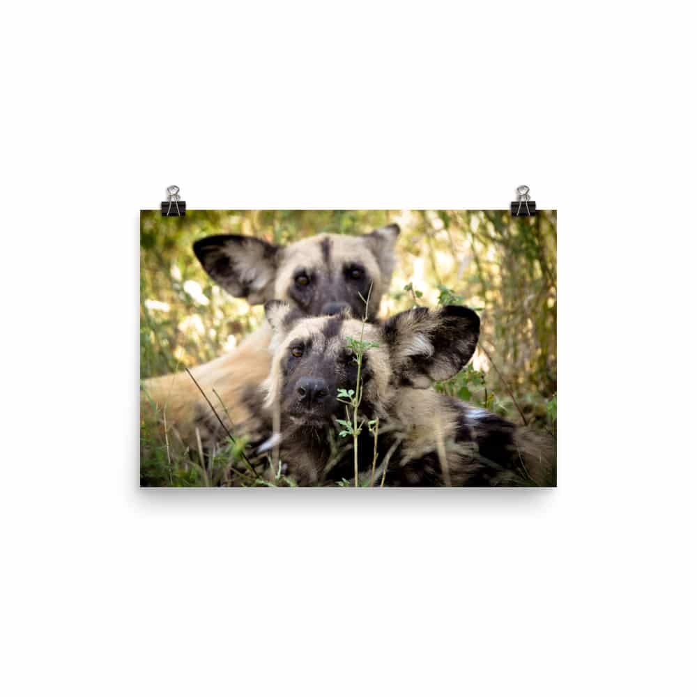'Wild Dogs Looking at Camera' Limited Edition print 1