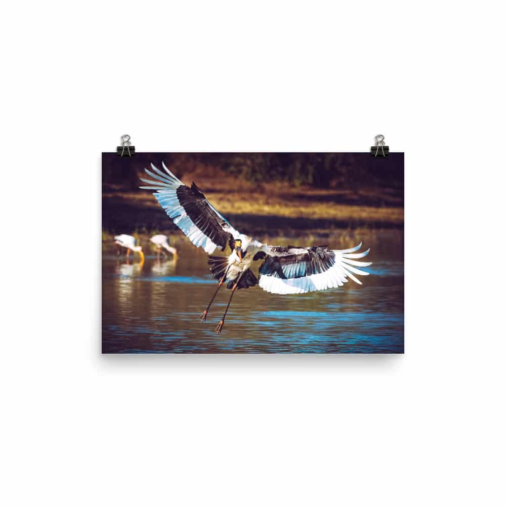 ‘Saddlebill Stork Landing in Water’ Limited Edition print