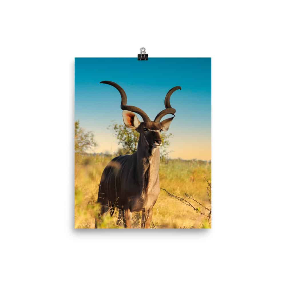 'Kudu Male' Limited Edition print 2