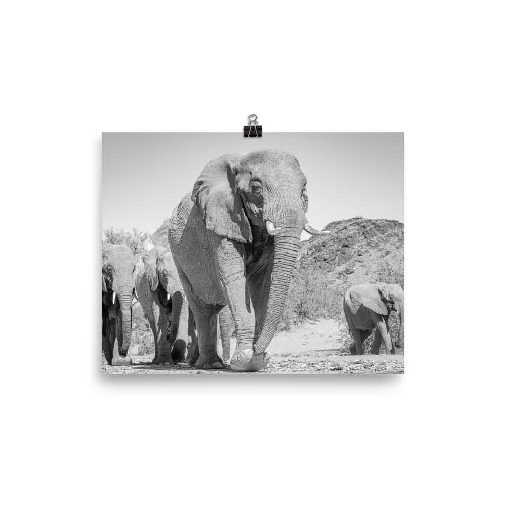 'Herd of Elephants Approaching Camera' Limited Edition print 2