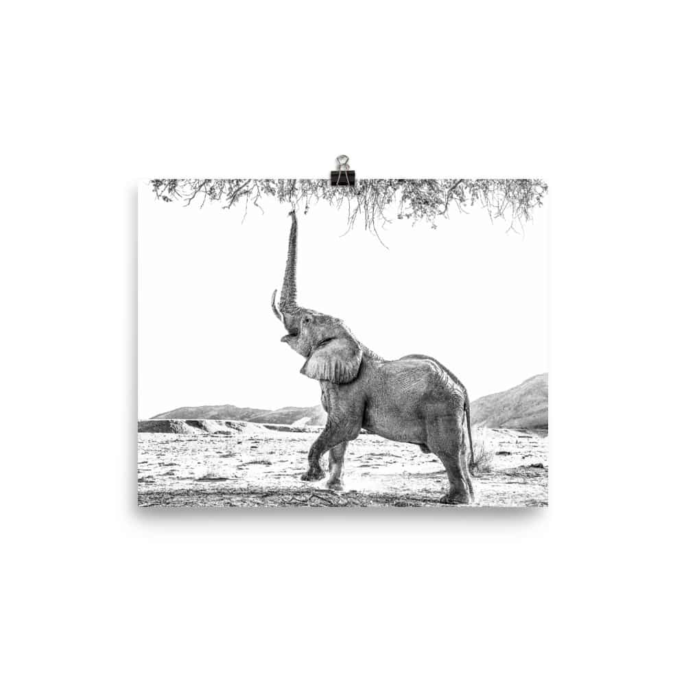 'Desert Elephant Reaching for a Snack' Limited Edition print 2
