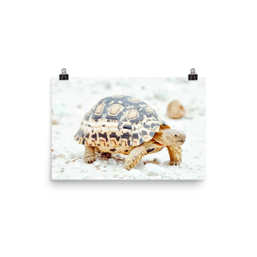 ‘Leopard Tortoise’ Limited Edition print