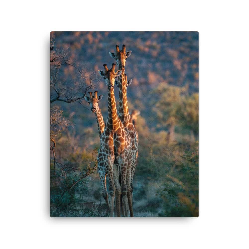 Bobby Jo Vial Limited Edition canvas print
