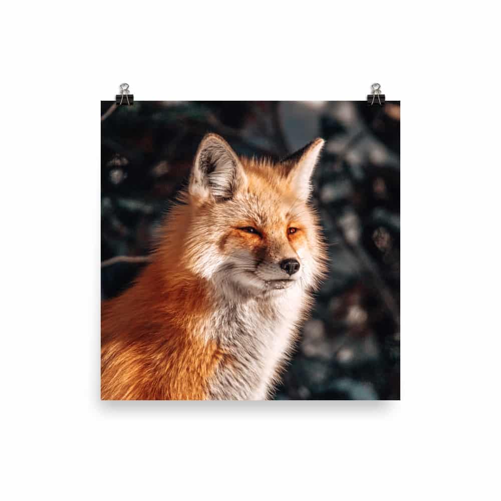 'Winter Fox' fine art print 1