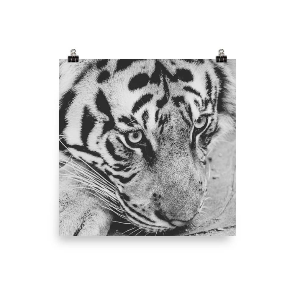 'Melancholy Tiger' fine art print 2