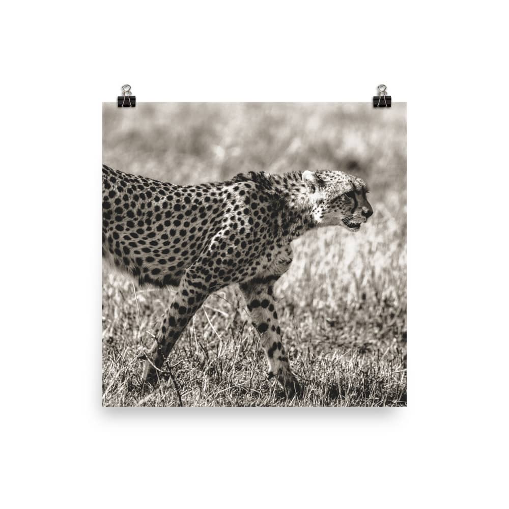 'Cheetah' fine art print 3