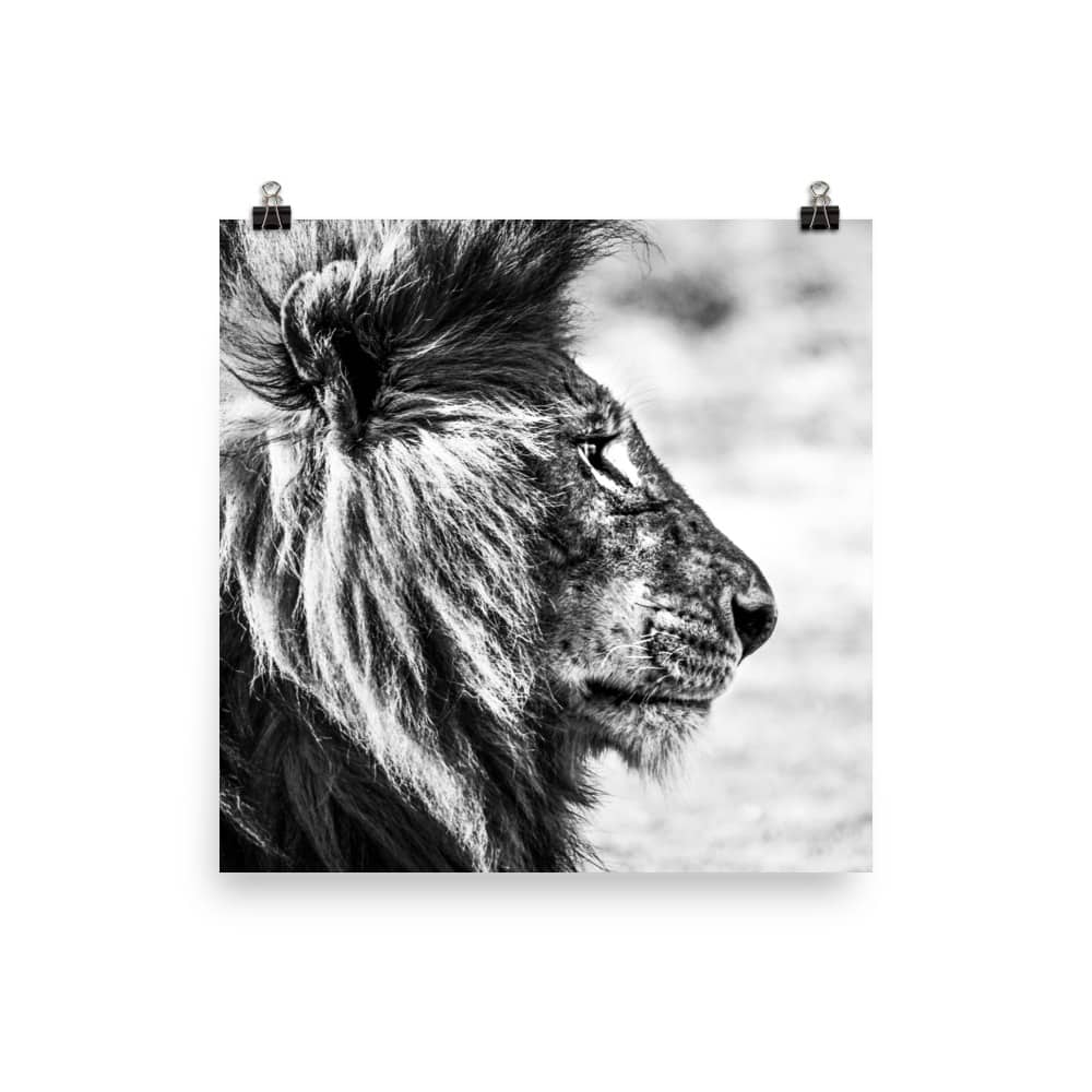 ‘Lion’s Profile’ fine art print