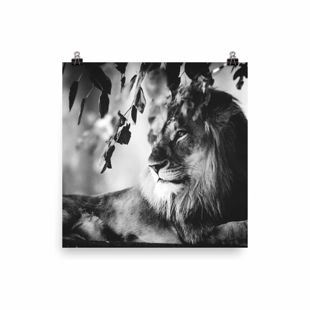 'Lounging Lion' fine art print 2