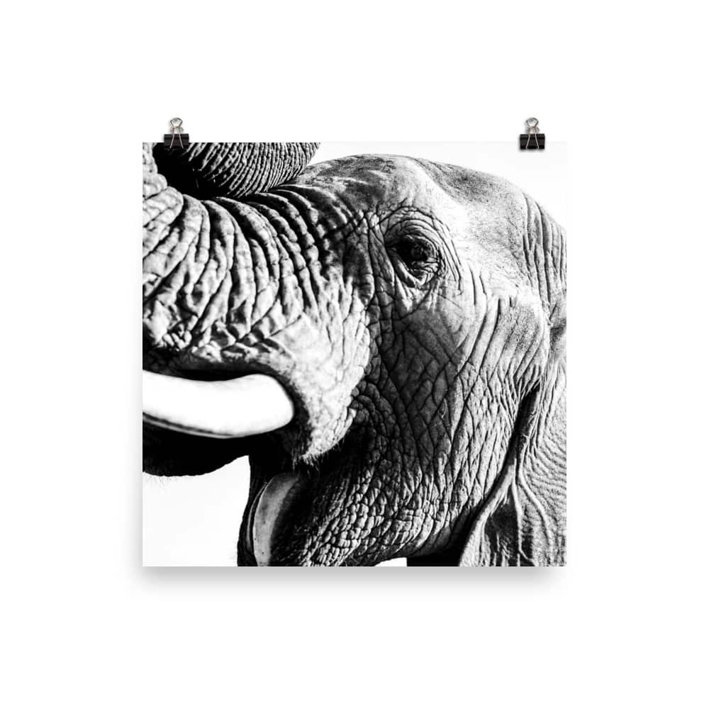 'Elephant Yawn' fine art print 2