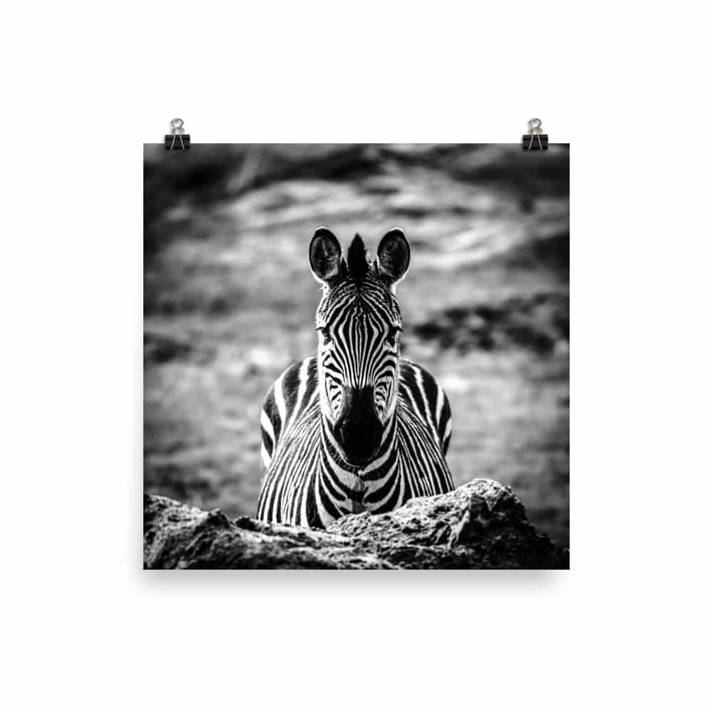 ‘Zebra, Head-on’ fine art print