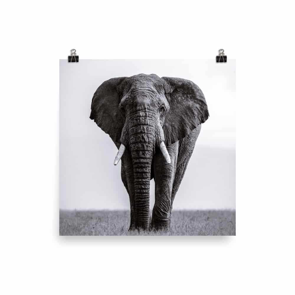'Solo Elephant' fine art print 3