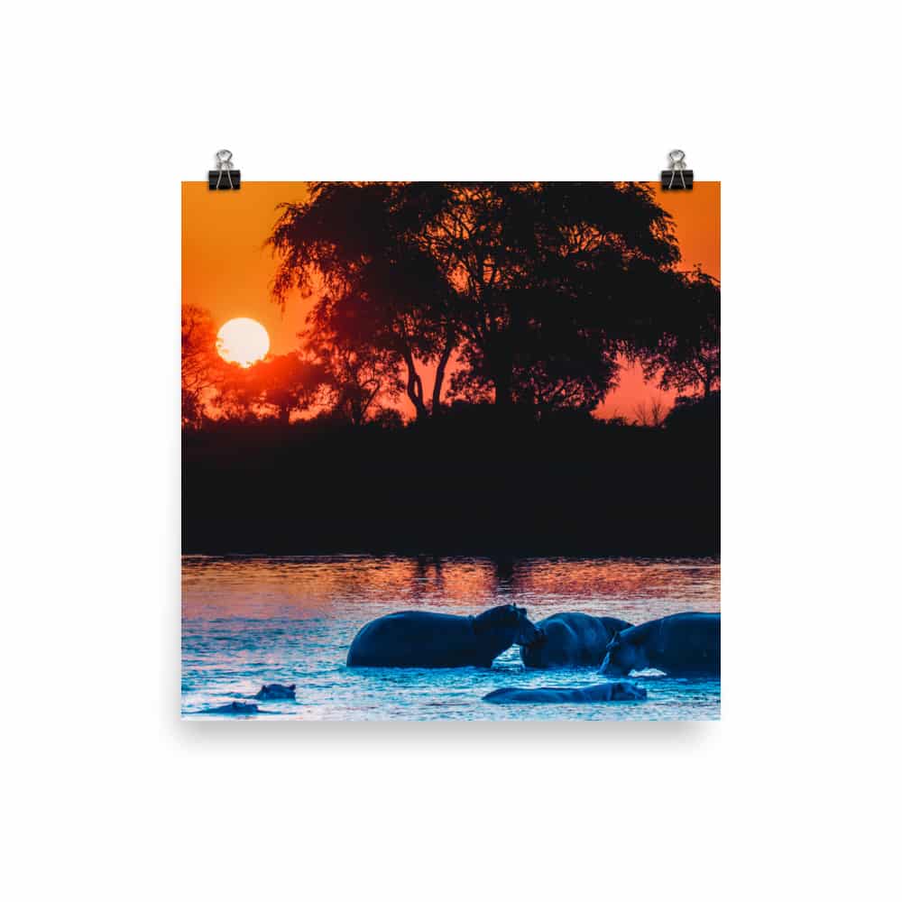 'Hippos at Sunset' fine art print 1