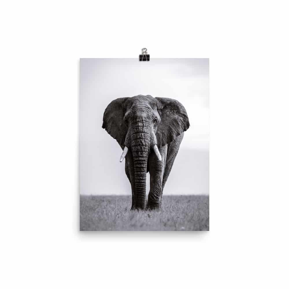 ‘Solo Elephant’ fine art print