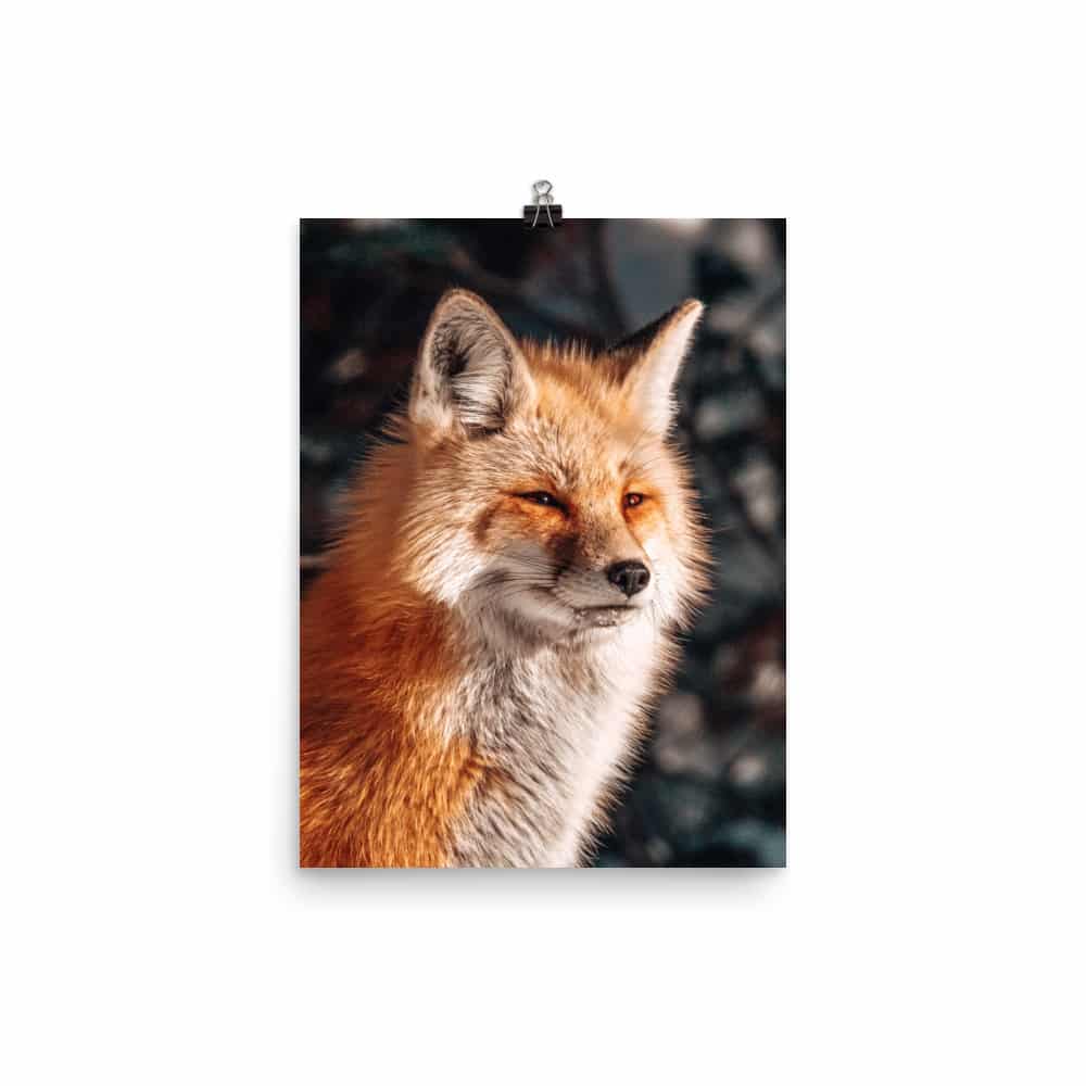 'Winter Fox' fine art print 2