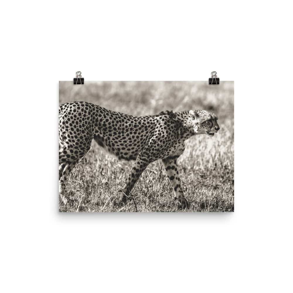'Cheetah' fine art print 2