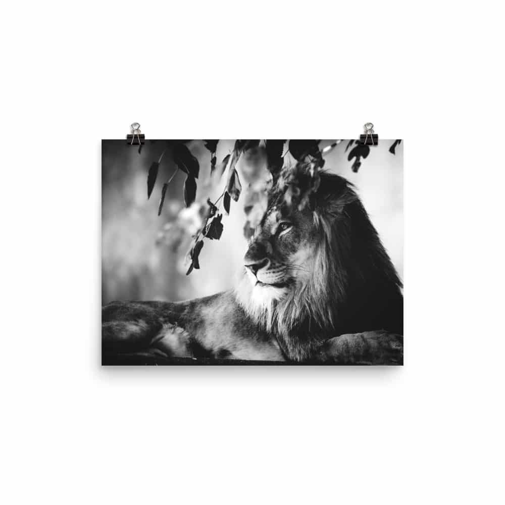 'Lounging Lion' fine art print 3