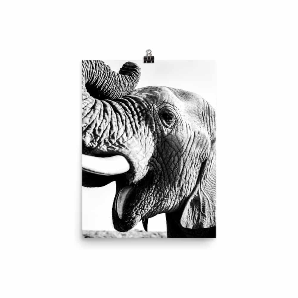 'Elephant Yawn' fine art print 1