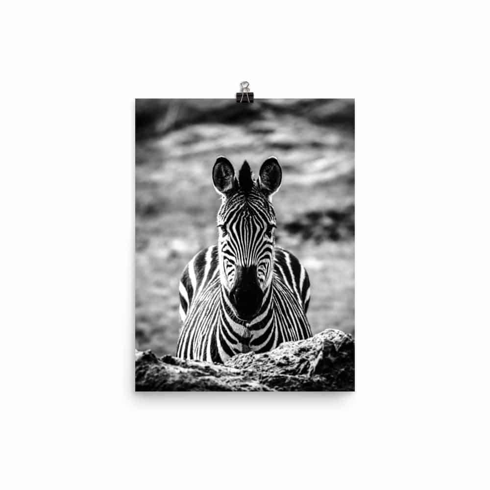 'Zebra, Head-on' fine art print 2