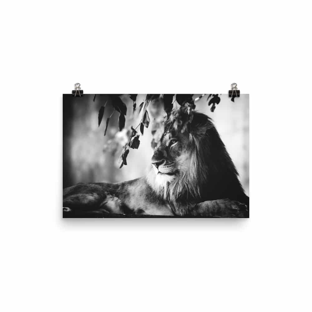 ‘Lounging Lion’ fine art print