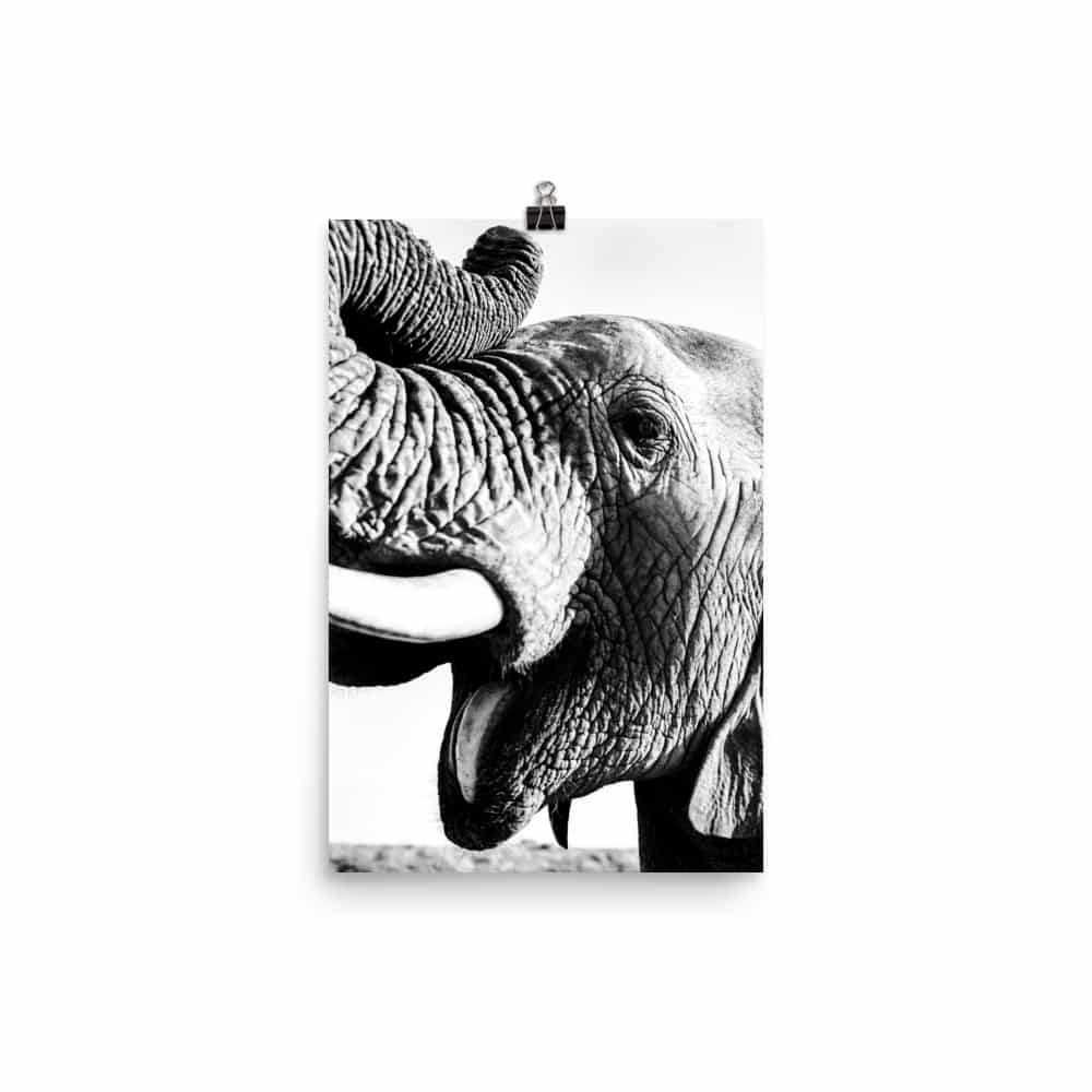'Elephant Yawn' fine art print 3