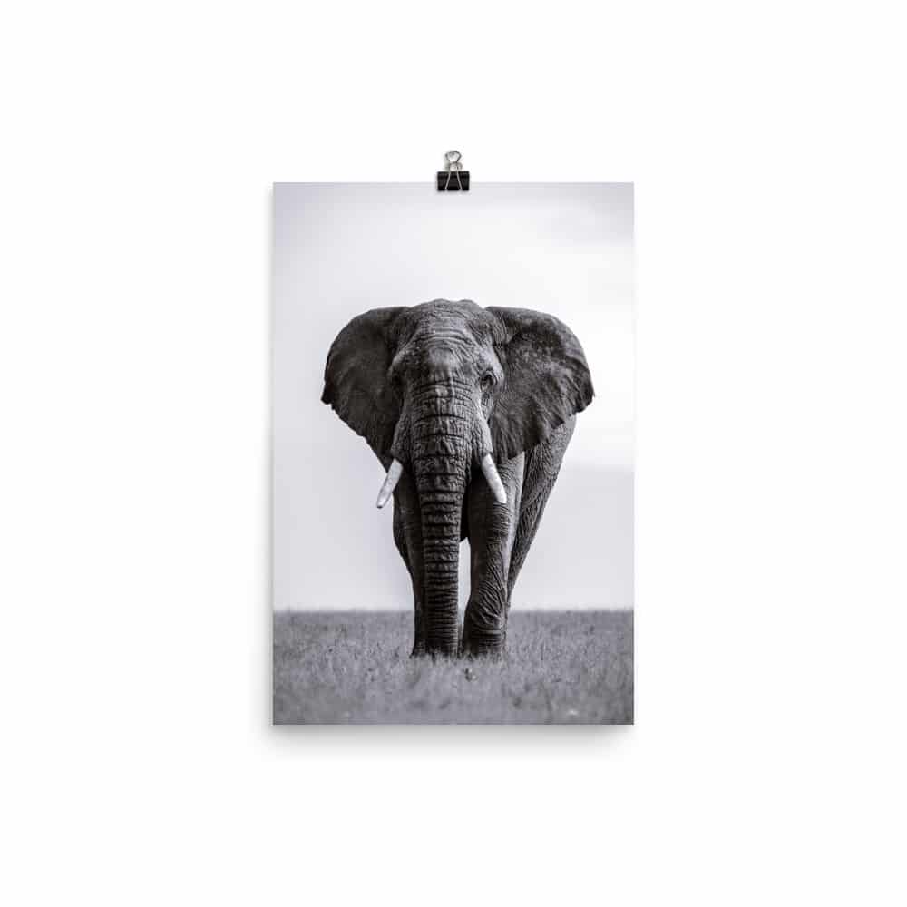 'Solo Elephant' fine art print 2