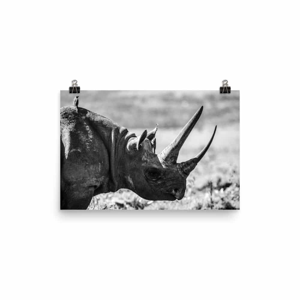 ‘Rhino and Tiny Friends’ fine art print