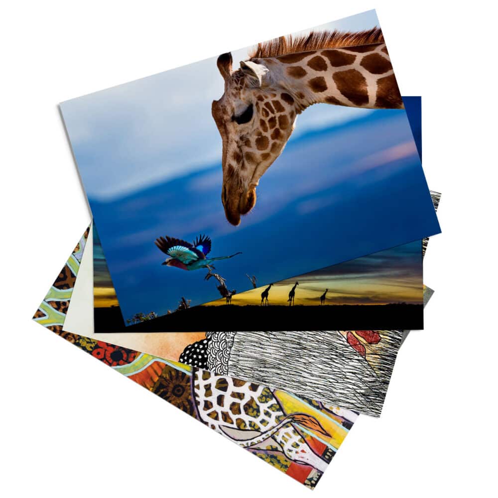 'Giraffe of Africa' assorted postcard set (25 cards) 1