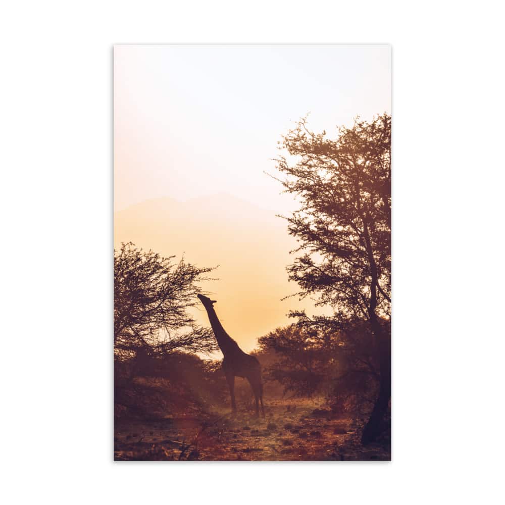 ‘Sunrise’ standard postcard