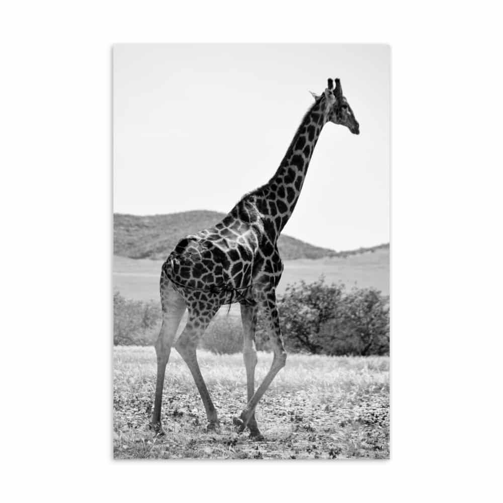 'Scenic Giraffe' assorted postcard set (10 cards) 8