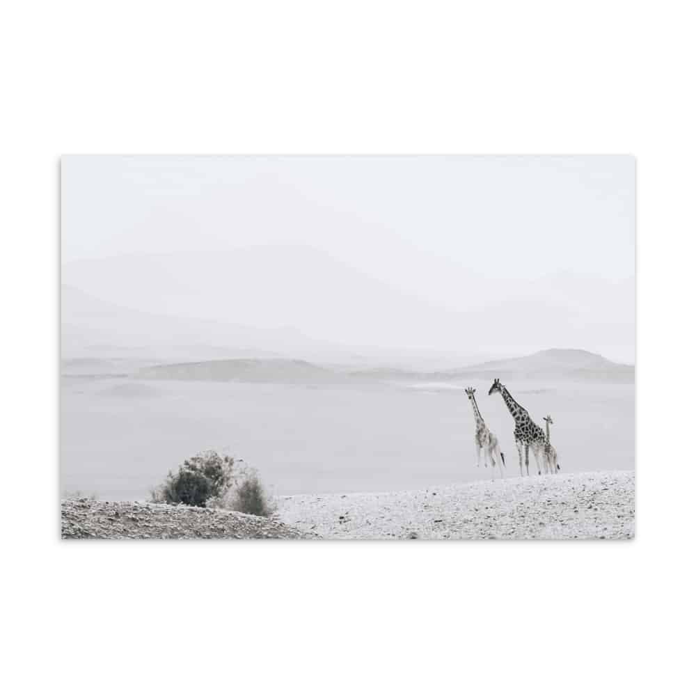 'Trio in Desert' standard postcard 1