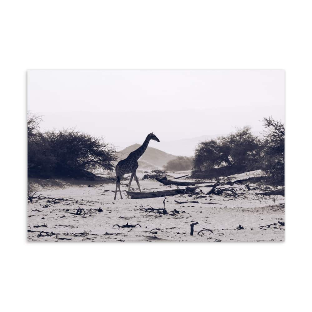 'Scenic Giraffe' assorted postcard set (10 cards) 6
