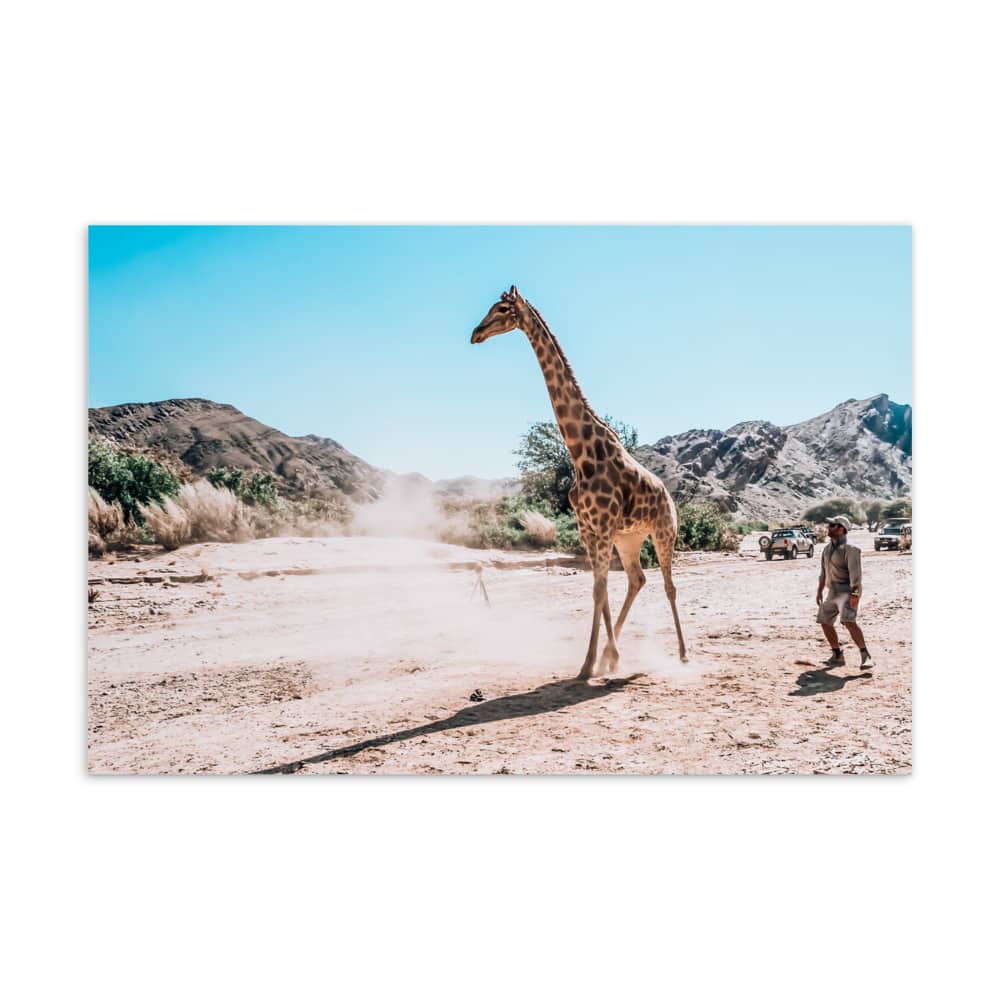 'Scenic Giraffe' assorted postcard set (10 cards) 5