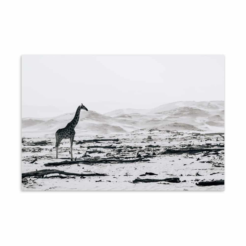 'Scenic Giraffe' assorted postcard set (10 cards) 2