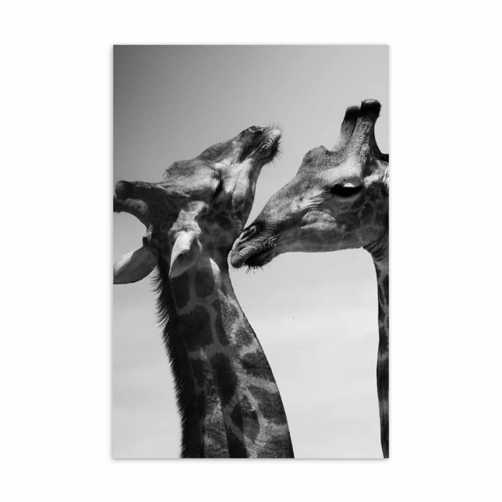 'Giraffe of Africa' assorted postcard set (25 cards) 6