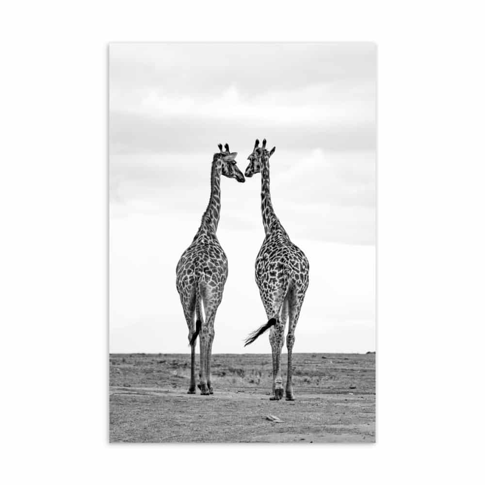 'Giraffe of Africa' assorted postcard set (25 cards) 4