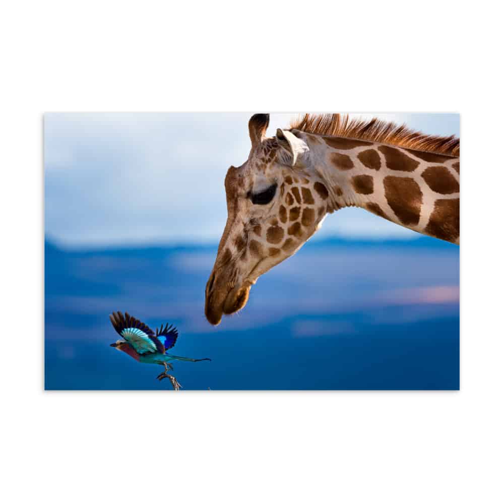 'Giraffe of Africa' assorted postcard set (25 cards) 2
