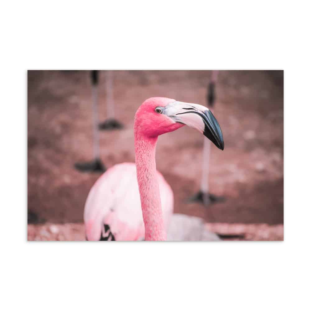 ‘Curious in Pink’ standard postcard