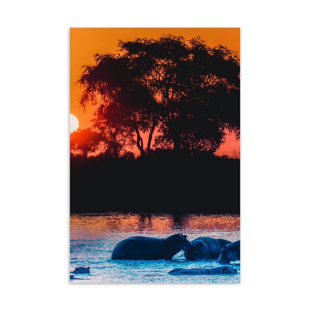 'Hippos at Sunset' standard postcard 1