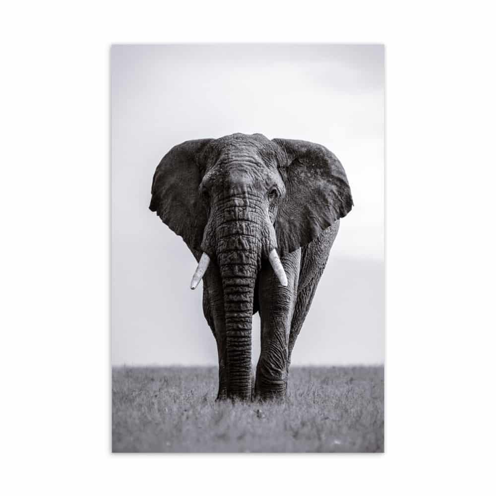 ‘Solo Elephant’ standard postcard