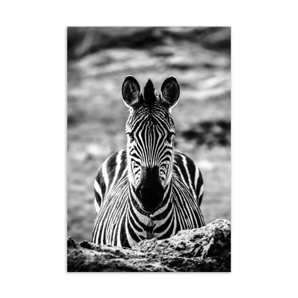 ‘Zebra, Head-on’ standard postcard