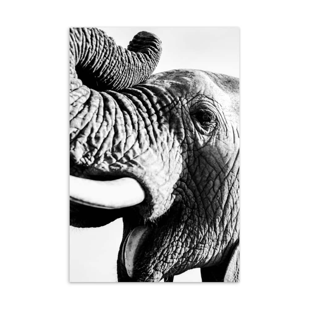 ‘Elephant Yawn’ standard postcard