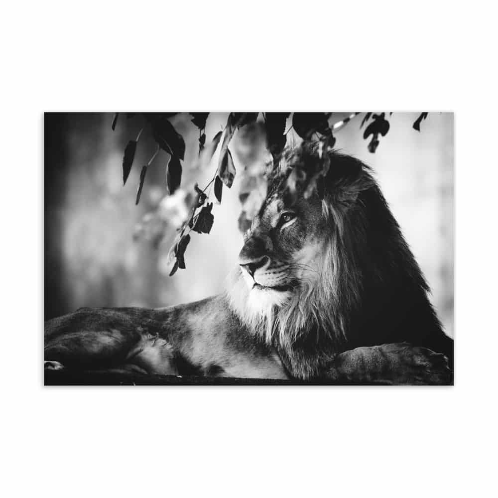 'Lounging Lion' standard postcard 1