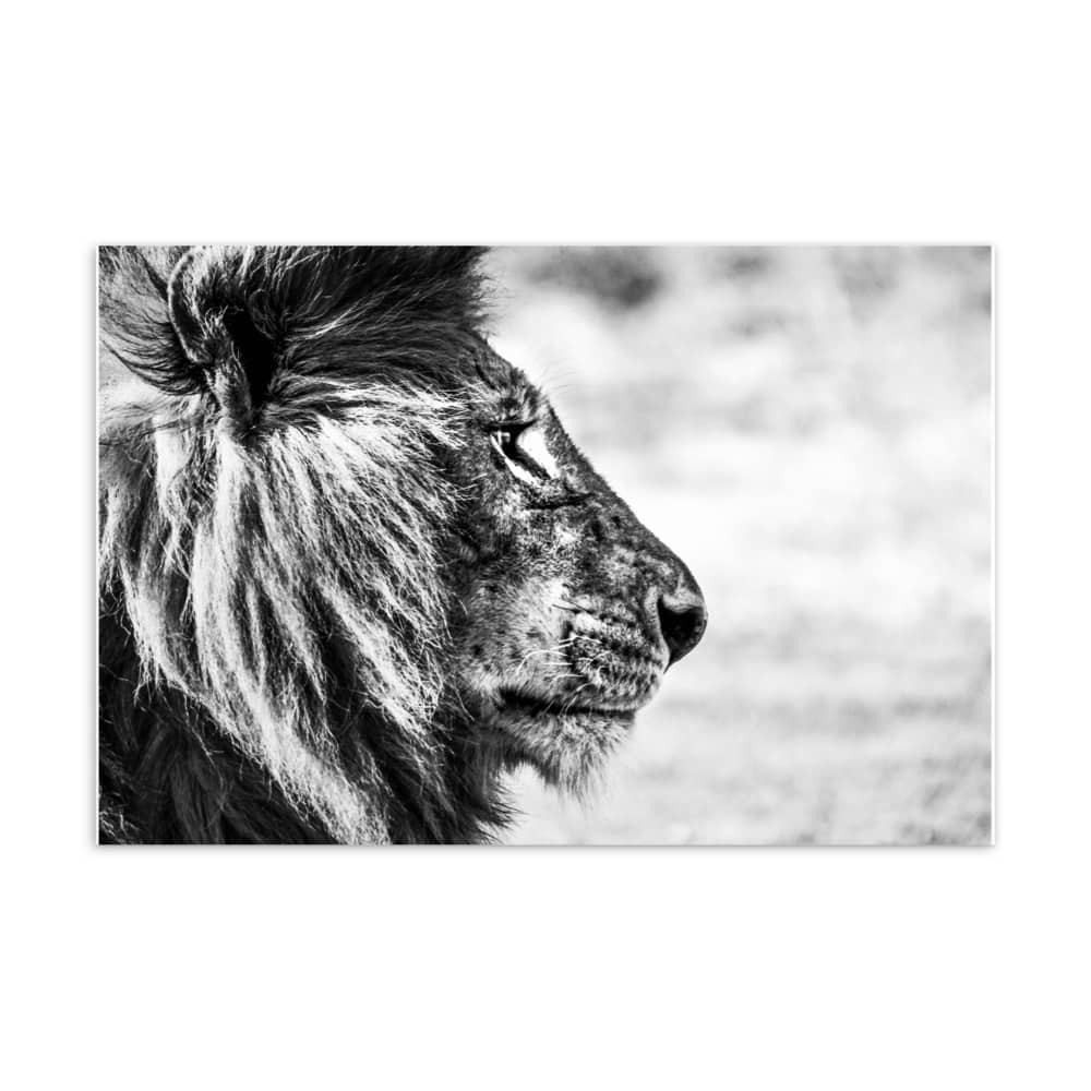 'Lion's Profile' standard postcard 1