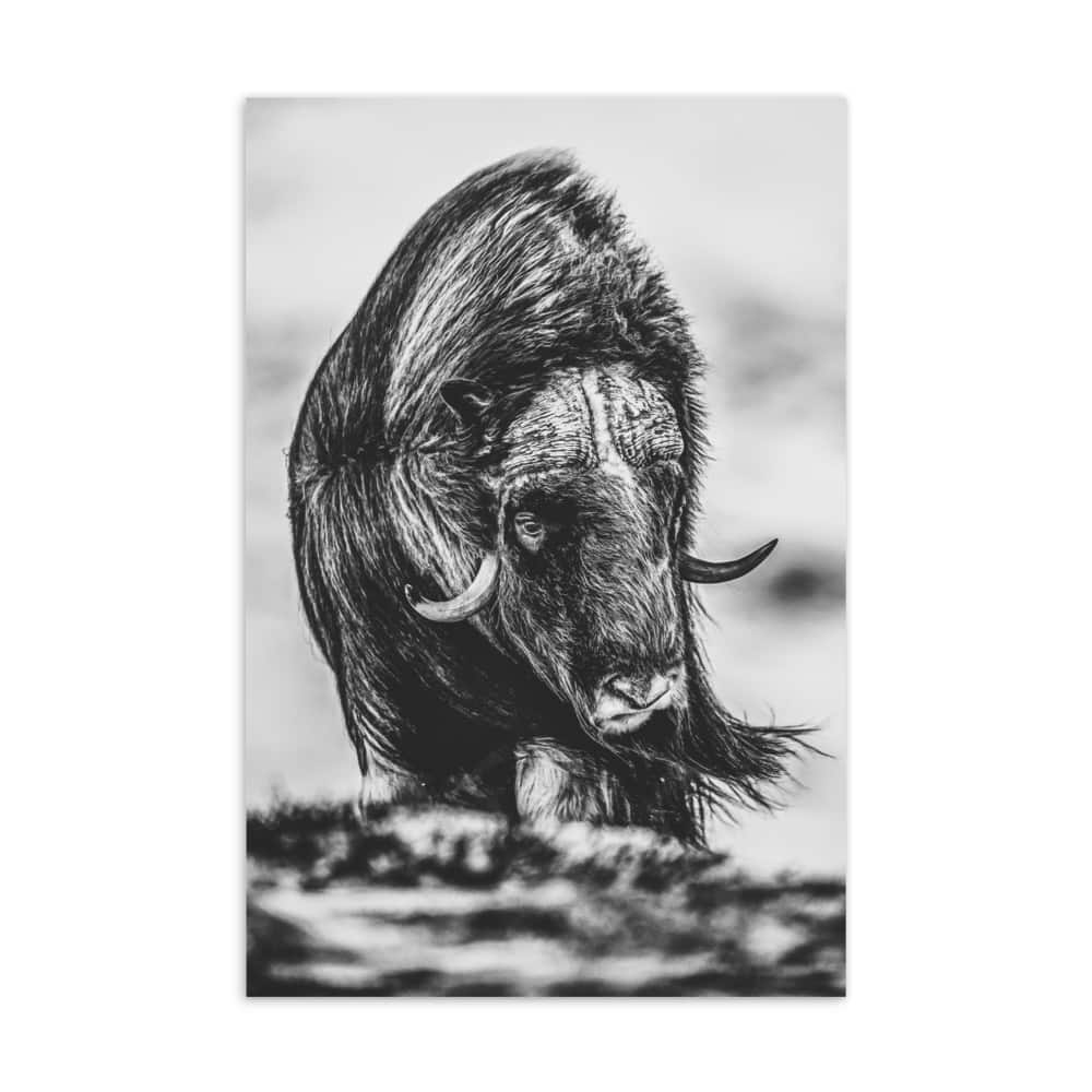 ‘Buffalo Stance’ standard postcard